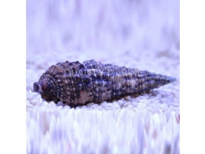 Cerith Snail Cerithium sp