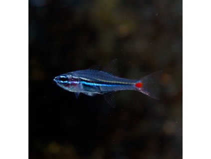 Red Spot Cardinal Fish