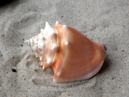 jcs strombus pugilis 15221