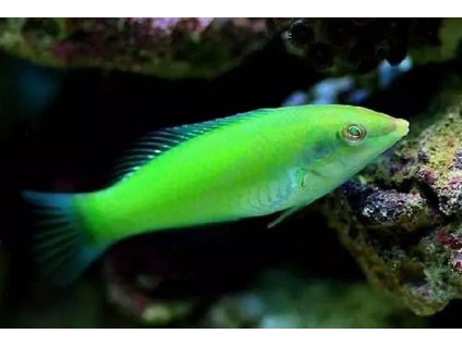 xlarge chloropterus.jpg qlm 1640880672.pagespeed.ic.O2EOmYupbl.webp