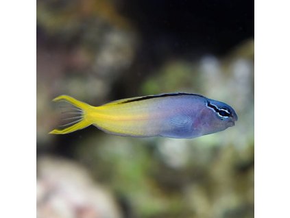Meiacanthus atrodorsalis