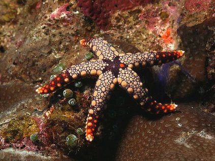 a50ff46597366ef5b3fdae05616b9546