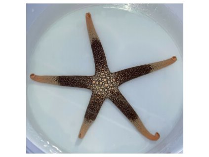 nardoa novaecaledoniae seestern