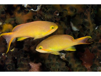 PseudanthiasHuchtiFePaddyRyan