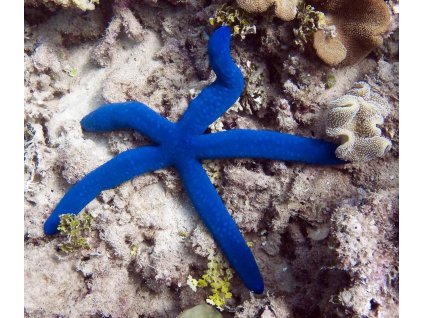 1275 linckia laevigata blue 10 12cm