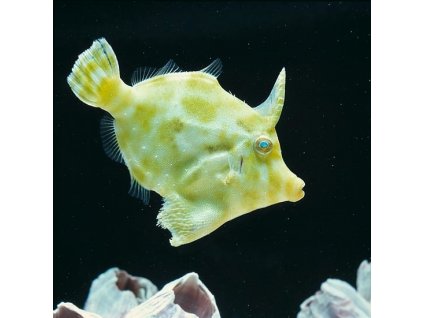 Acreichthys tomentosus veľ. M