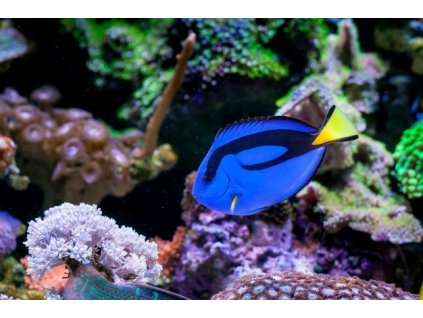 Paracanthurus Hepatus veľ T 3cm