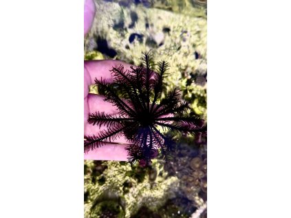 14271 comatula pectinata black