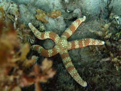 1665 nardoa tuberculata