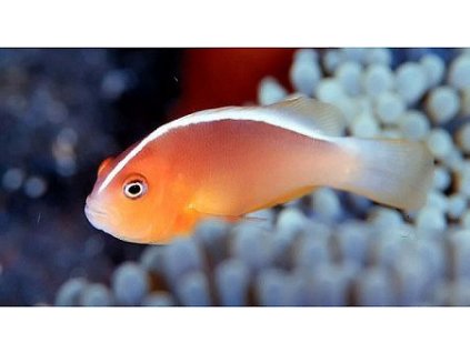 4b87518a5bfcb73ded03f65e1b38bc4f