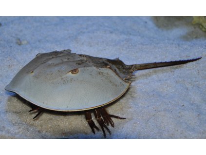 2157 limulus polyphemus 3 4cm