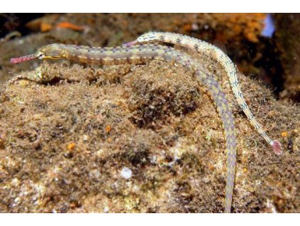 corythoichthys 1bb7f2a9 6c81 477f 9abb d934164930a resize 750