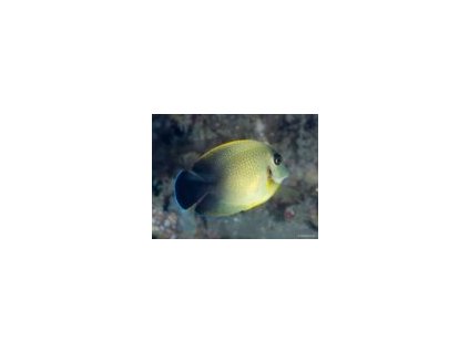Acanthurus pyroferus Chocolade Doktersvis 1 150x113