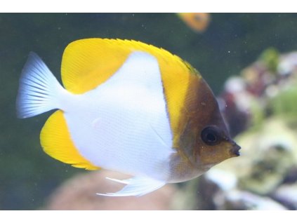 hemitaurichthys polylepis ecd32edfbe1c4c01a1ef0d3248b52ddb