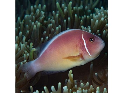 5a3cde6e218860d3539e46bd64c12729