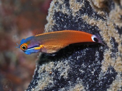 f2b342171a3eefa8d26fa640cbc0a47c marine fish indonesia