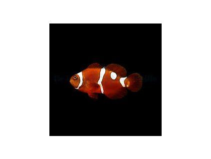 images 24