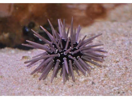 4437 echinometra viridis