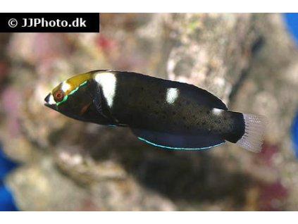 coris formosa 644a6880fa244e23af2b4f857a7a9c39