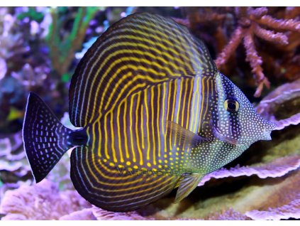 SailfinTang Desjardini 1000x