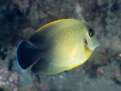 Acanthurus Pyroferus, mimic surgeonfish (42054895991)