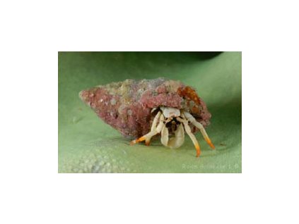 FM2 037 Small white hermit crab, Calcinus minutus