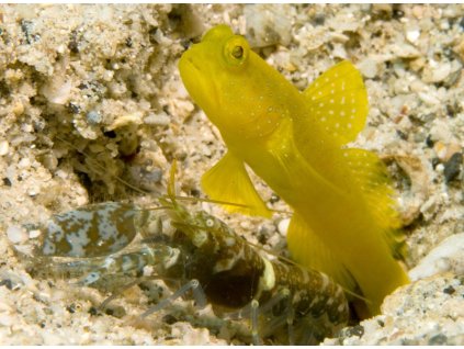 Yellow Shrimpgoby Cryptocentrus cinctus.width 800.865dcf4