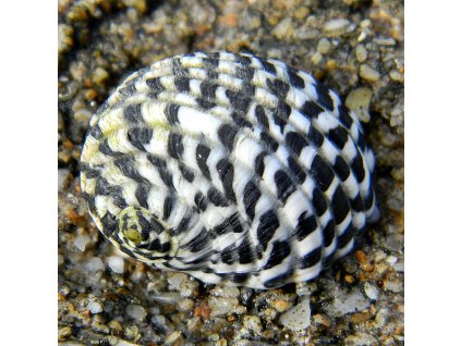 Nerita tessellata Checkered Nerite (13377464844)