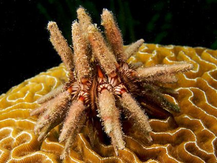 651 eucidaris tribuloides