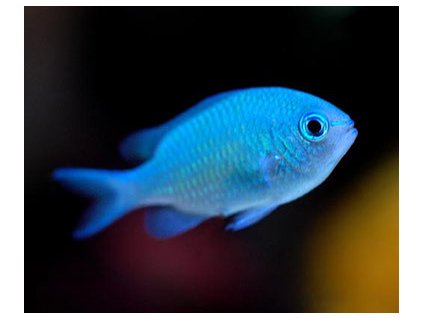 69 chromis viridis