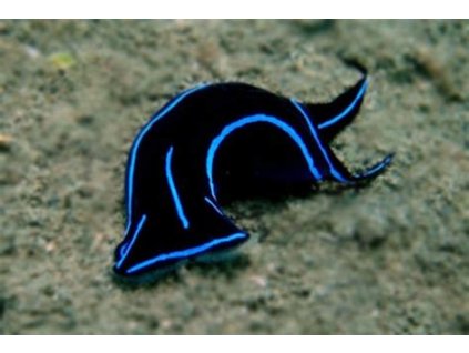 large 11395 bluevelvetnudibranch