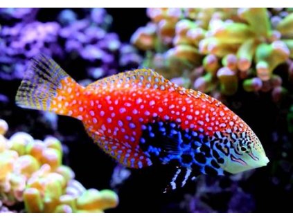 Leopard Wrasse Blue Star Macropharyngodon Bipartis large 1815d648 098a 4ab9 9a48 10cc186f5142 800x