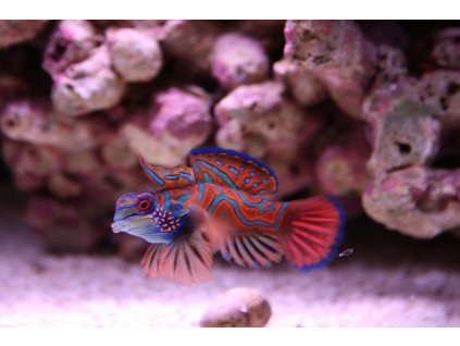 httpswww.heevis.nlmediacatalogproductptpterosynchiropus splendidus red