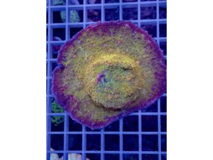 564202258 809426421845622 4441569056971566039 n