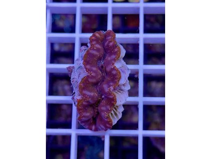 578243425 827344173387180 4047630538249837354 n 2