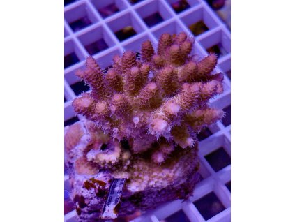 580999392 832280999560164 1112968338161266434 n