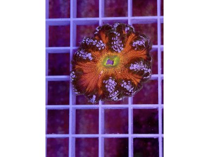 582257260 833649389423325 8742137069889874849 n