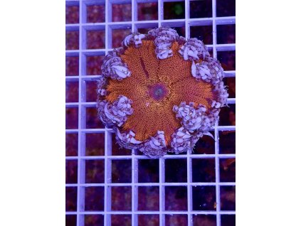 582490079 833649516089979 7952607600058271711 n