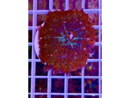 582954938 833648452756752 8259624586449851812 n