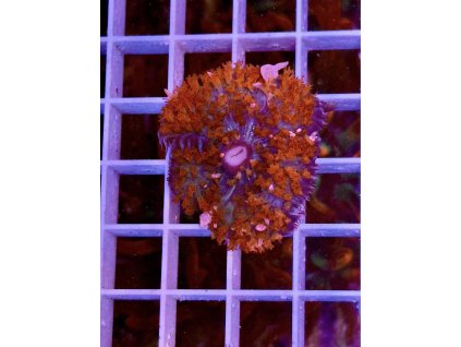 584700276 833649536089977 6061965328573990068 n