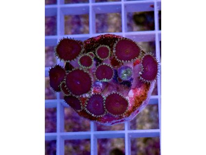 585351178 833648666090064 495965023934011894 n