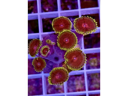 582037381 833648606090070 344594565044698269 n