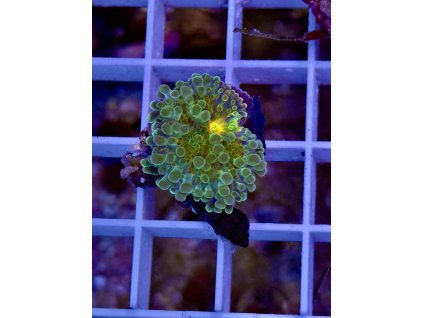 583924112 833648646090066 8524172564592323309 n