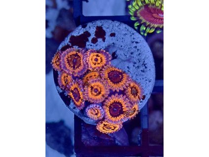 583923955 833648392756758 3150069773119732903 n