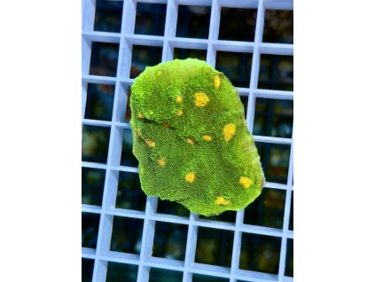 584056767 833648766090054 1117722676367019880 n