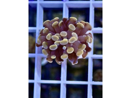 582615762 833649739423290 7039493099024763947 n