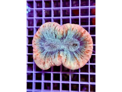 583923975 833648902756707 2421507348793373345 n