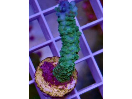 587040812 839218085533122 2060314873870646723 n