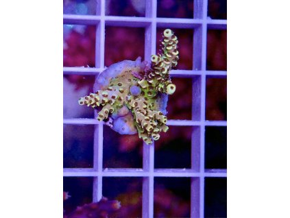 587757234 839221308866133 1658649174830975860 n