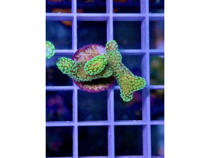 588293717 839220155532915 74997140520079732 n